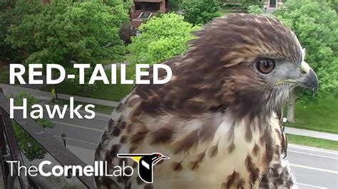 Hawk Live .